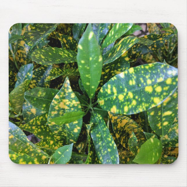 Croton Pflanze Mousepad (Vorne)