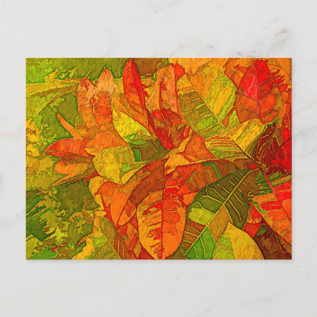 Croton Variegatum Pflanze Postkarte (Vorderseite)