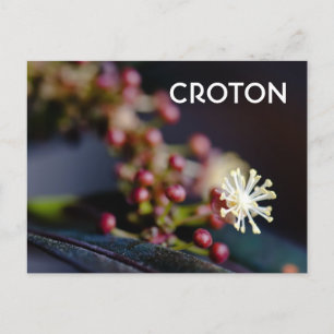 Crotons Blüte Postkarte