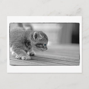 Crouching Kitten Postkarte