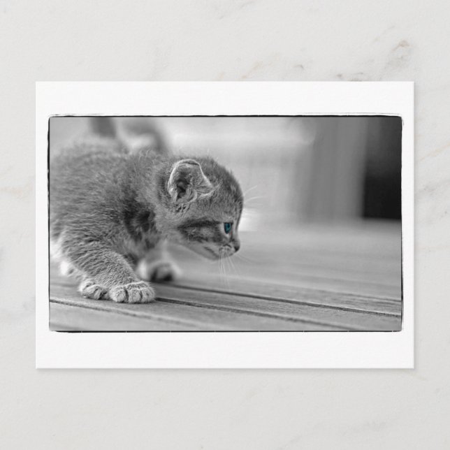 Crouching Kitten Postkarte (Vorderseite)