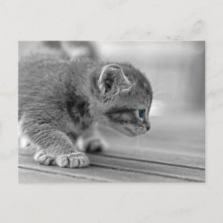Crouching Kitten Postkarte