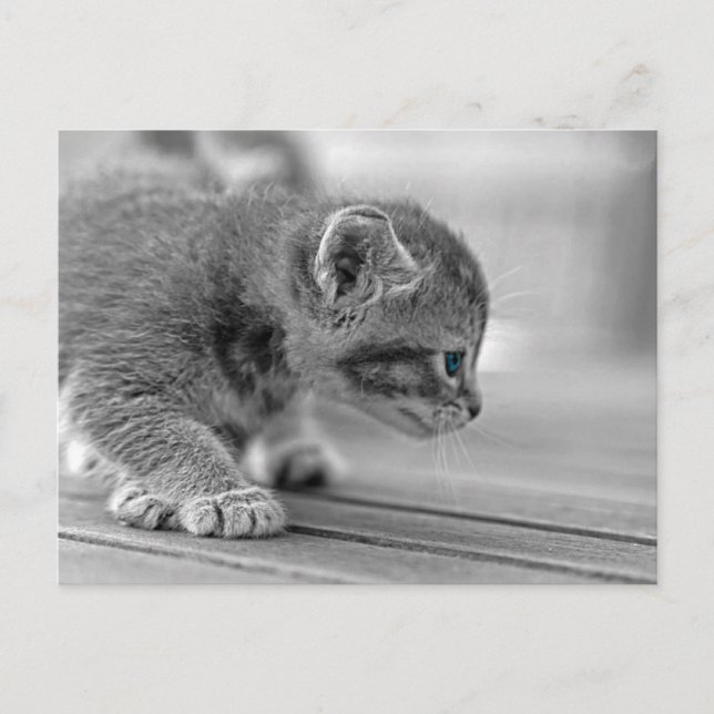 Crouching Kitten Postkarte (Vorderseite)