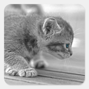 Crouching Kitten Quadratischer Aufkleber