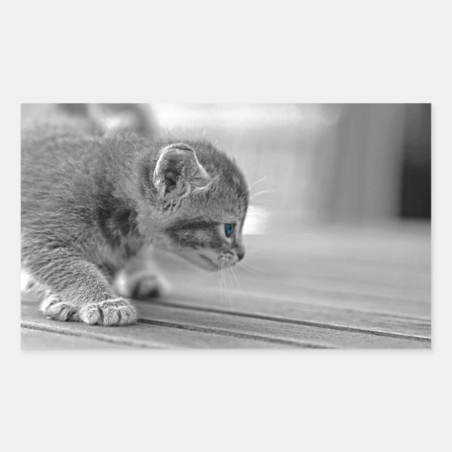 Crouching Kitten Rechteckiger Aufkleber (Vorderseite)
