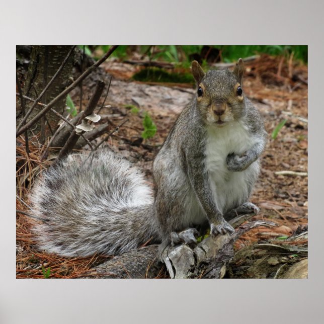 Crouching Squirrel Poster (Vorne)