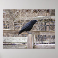 Crow 1