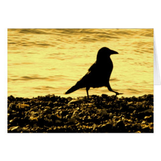 Crow am Strand