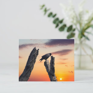 Crow bei Sonnenaufgang Postkarte