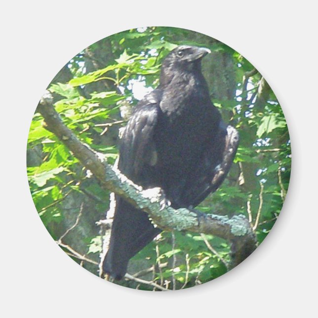 Crow-Koordinationselemente Magnet (Vorne)