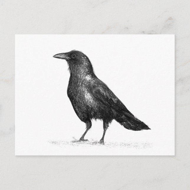 Crow Postkarte (Vorderseite)