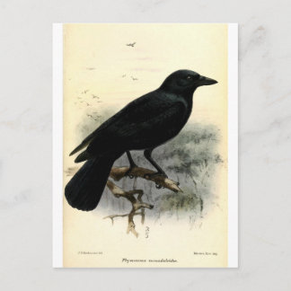 Crow Postkarte