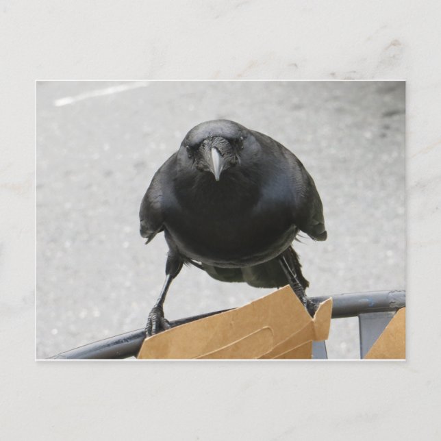 Crow Postkarte (Vorderseite)