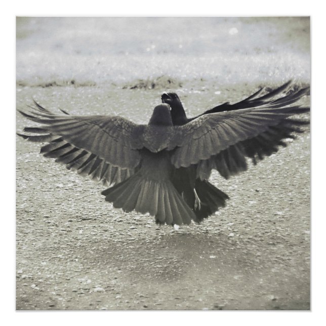 Crow/Raven Poster (Vorderseite)