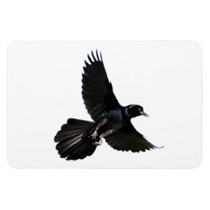Crow Raven Premium Flexi Magnet