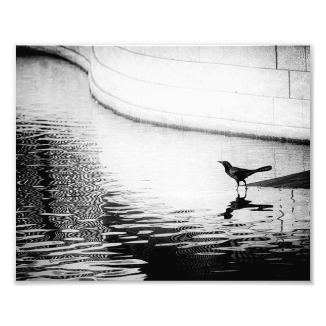 Crow Reflektiert in Wasser - B&W-Foto Fotodruck (Vorne)
