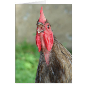 Crowing Blue Roo