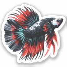 Crown Schwanz Betta Fische Schwarz-weiß und rot