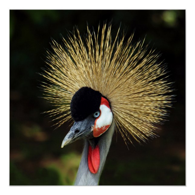 Crowned Crane Bird Perfect Poster (Vorderseite)