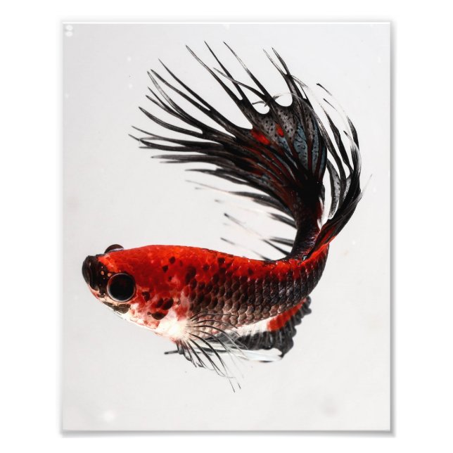 Crowntail Betta Fish Fotodruck (Vorne)