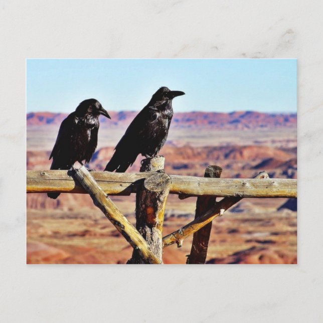 Crows Ravens Birds Black Postkarte (Vorderseite)