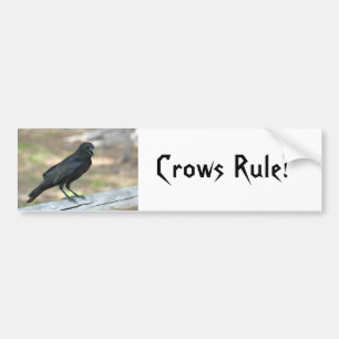 Crows Rule Autoaufkleber