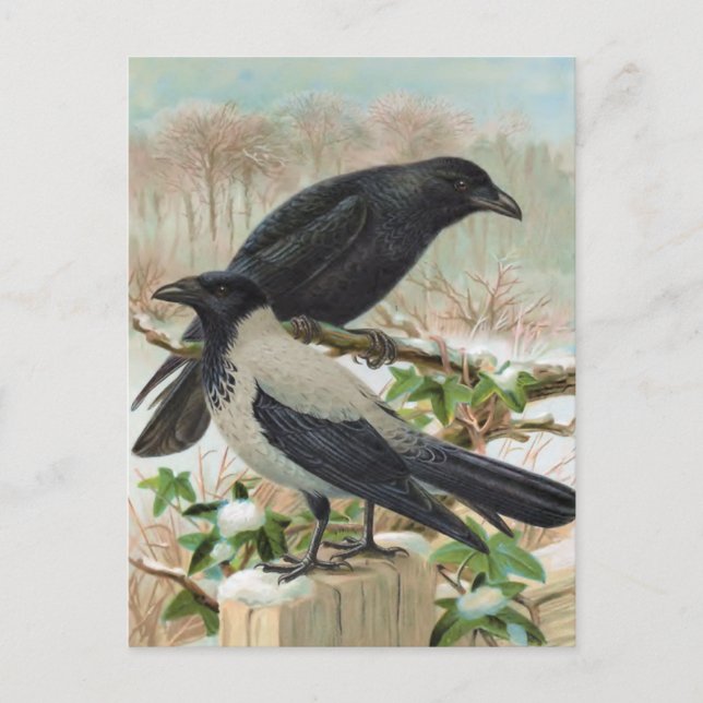 Crows Vintag Bird Illustration Postkarte (Vorderseite)