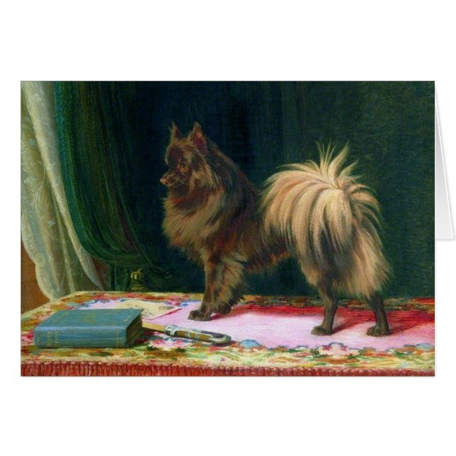 Cru - portrait d'un chien de Pomeranian, (Devant horizontal)