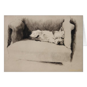 Cru - Westie somnolent,