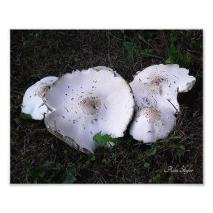 Crumpled Sauceres Fotodruck