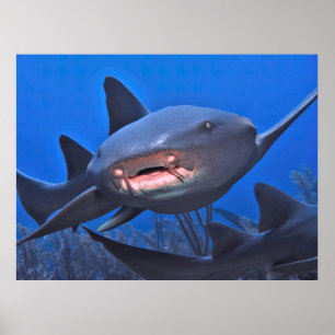 Crusing Nurse Shark Poster