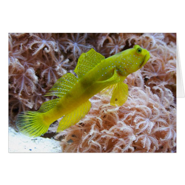 Cryptocentrus cinctus (Vorderseite (Horizontal))