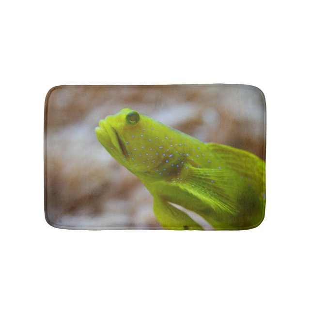 Cryptocentrus cinctus badematte (Vorderseite)