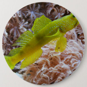 Cryptocentrus cinctus button