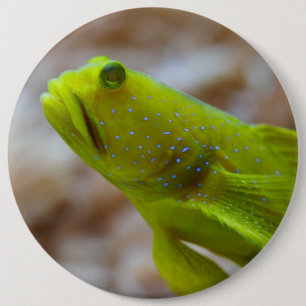 Cryptocentrus cinctus button