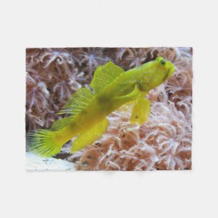 Cryptocentrus cinctus fleecedecke