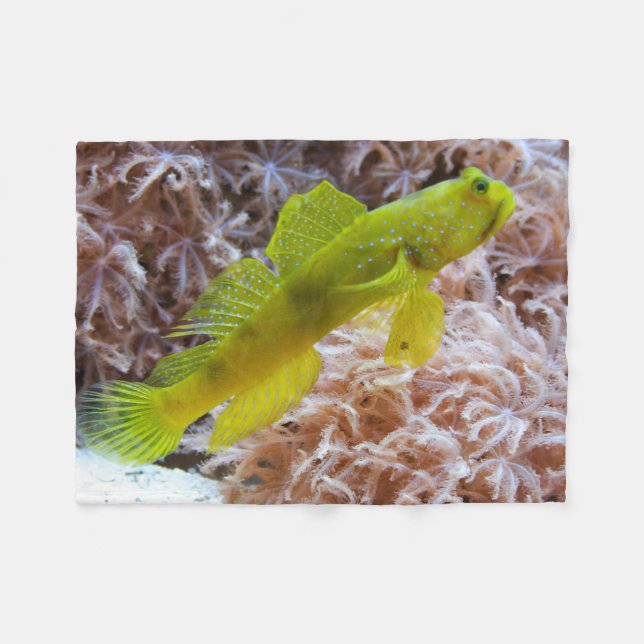 Cryptocentrus cinctus fleecedecke (Vorderseite (Horizontal))