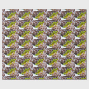 Cryptocentrus cinctus geschenkpapier