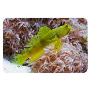 Cryptocentrus cinctus magnet