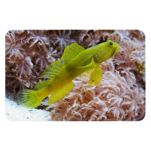 Cryptocentrus cinctus magnet (Horizontal)