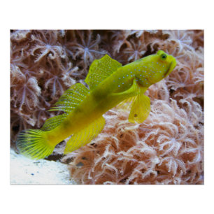 Cryptocentrus cinctus poster