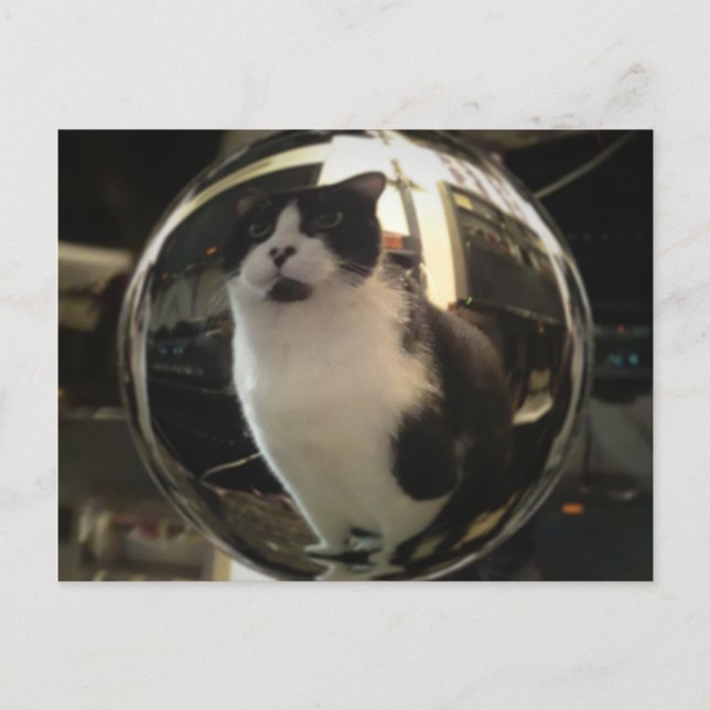 Crystal Cat Postkarte (Vorderseite)