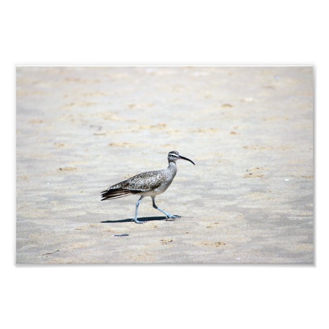 Crystal Cove Staat Park Fotodruck (Vorne)