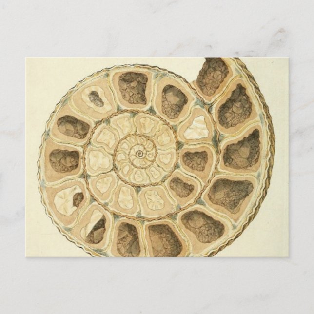 Crystalized Seashell Mineralogie Illustration Postkarte (Vorderseite)