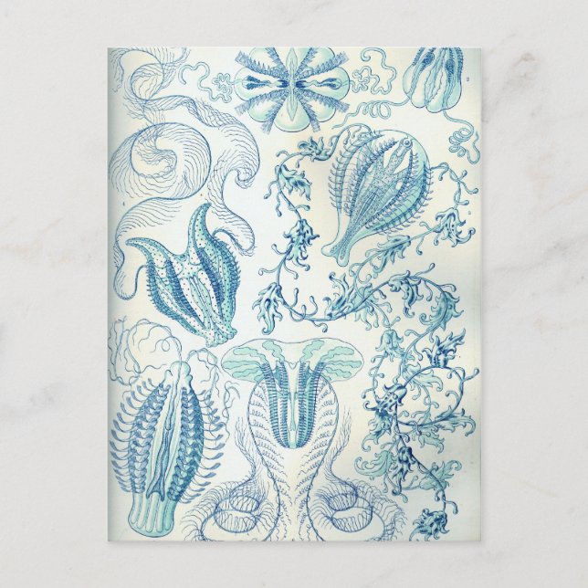 Ctenophorae Postkarte (Vorderseite)