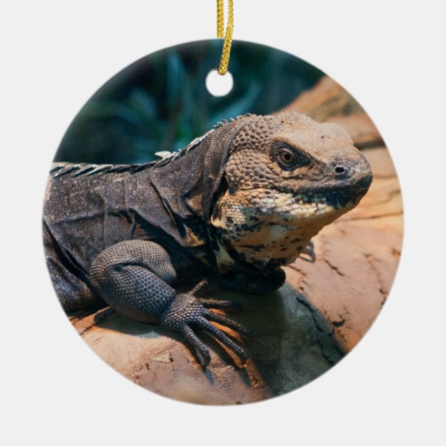 Ctenosaura melanosterna keramikornament (Vorne)