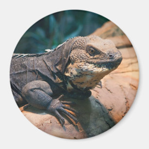 Ctenosaura melanosterna magnet