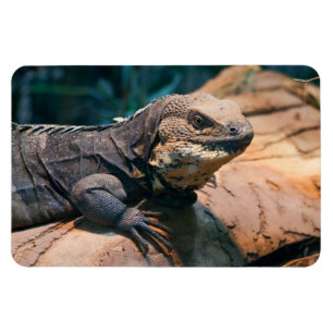 Ctenosaura melanosterna magnet