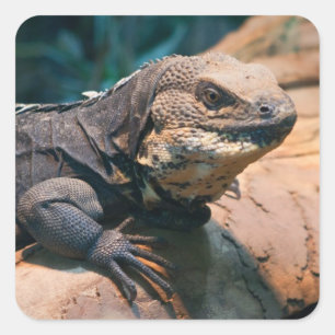 Ctenosaura melanosterna quadratischer aufkleber