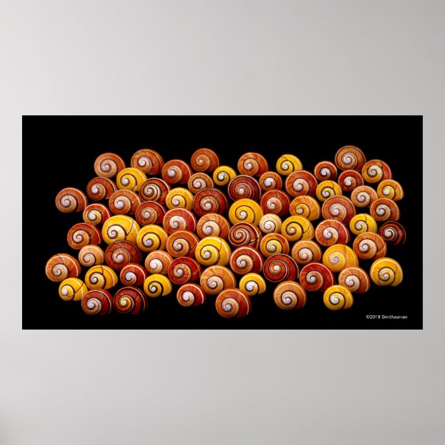 Cuban Tree Snails Poster (Vorne)